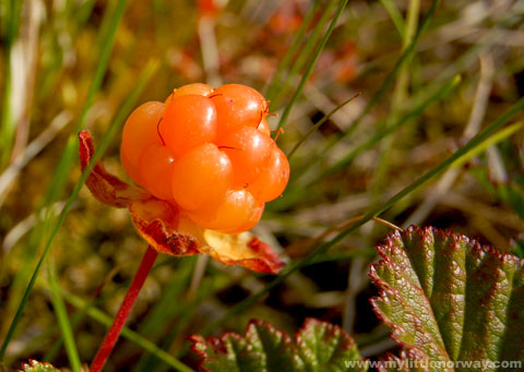 cloudberry-season-15