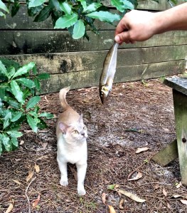 Everyone loves fish in my family, even Macey