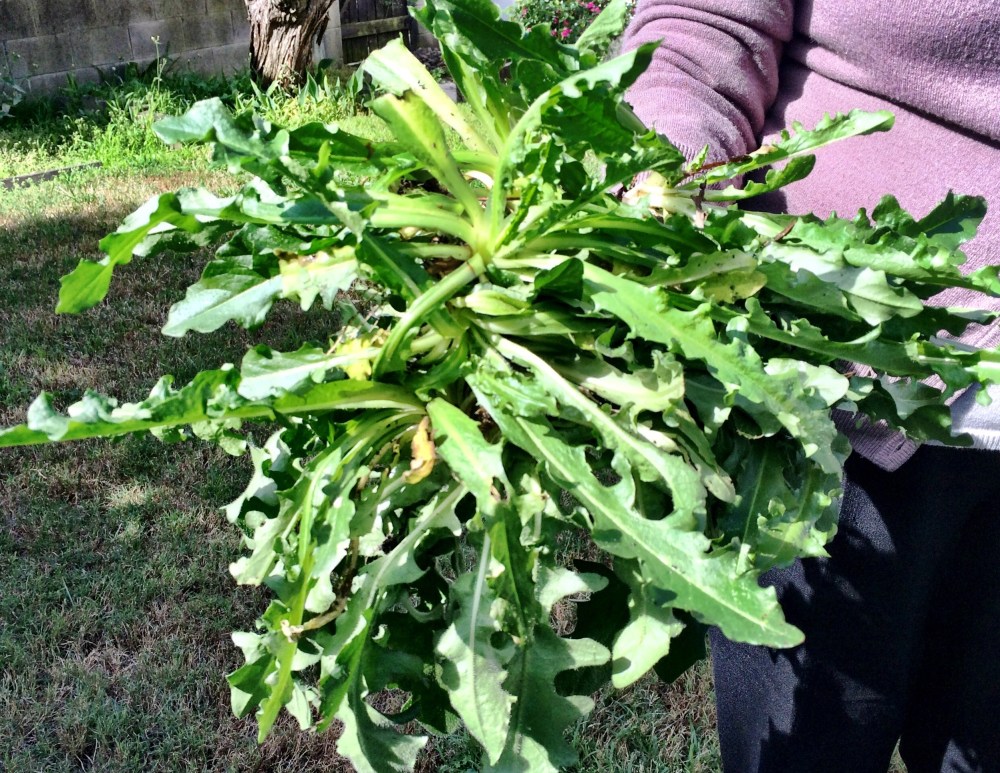 Picking and cooking Greek horta with yiayia