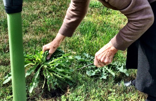 Picking and cooking Greek horta with yiayia