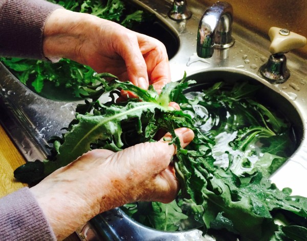 Picking and cooking Greek horta with yiayia