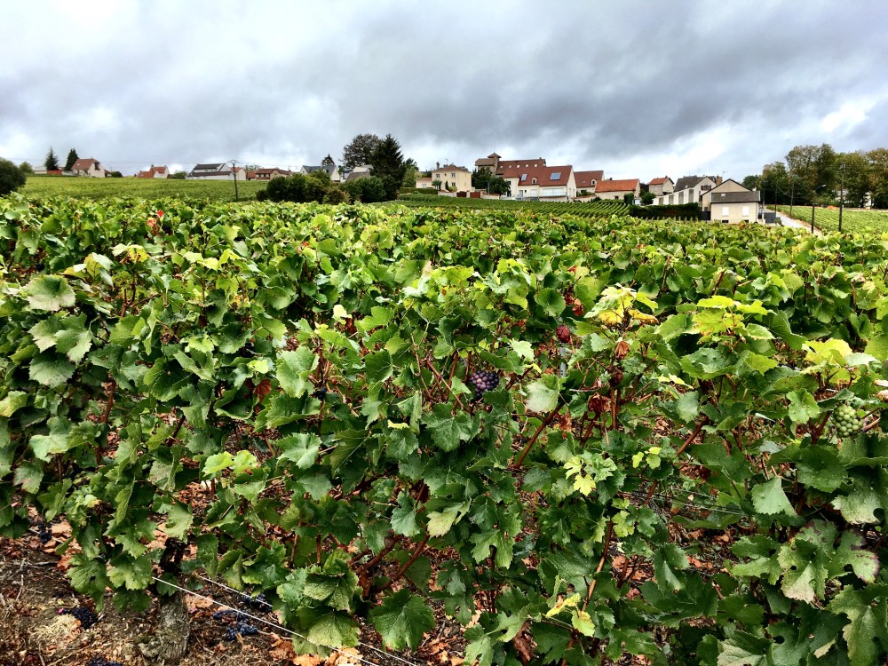 8 things you probably didn't know about Champagne